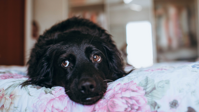 What Can I Give My Dog for Anxiety?