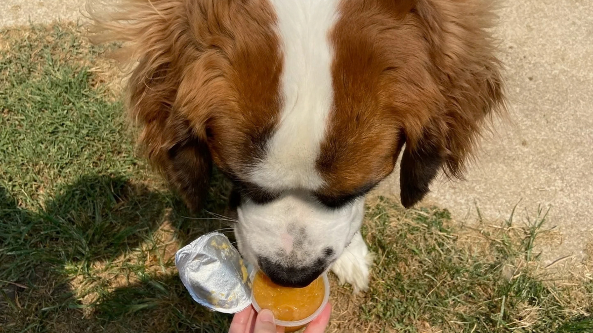 Can Dogs Have Applesauce?