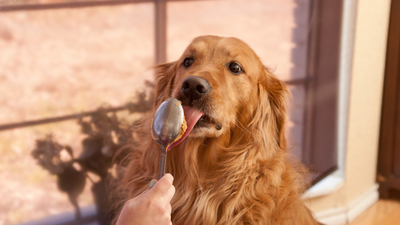 Peanut Butter for Dogs: Tasty AND Healthy
