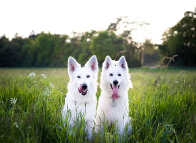 The Best Meat Treats for Dogs: Which Protein Is Right For Your Pup?
