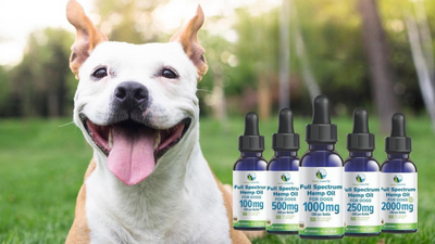 Hemp Oil vs CBD Oil For Dogs: What's The Difference?