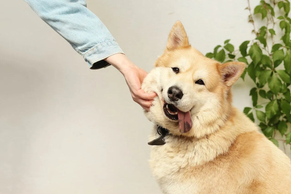 How Peanut Butter Treats Can Help Stressed-Out Dogs