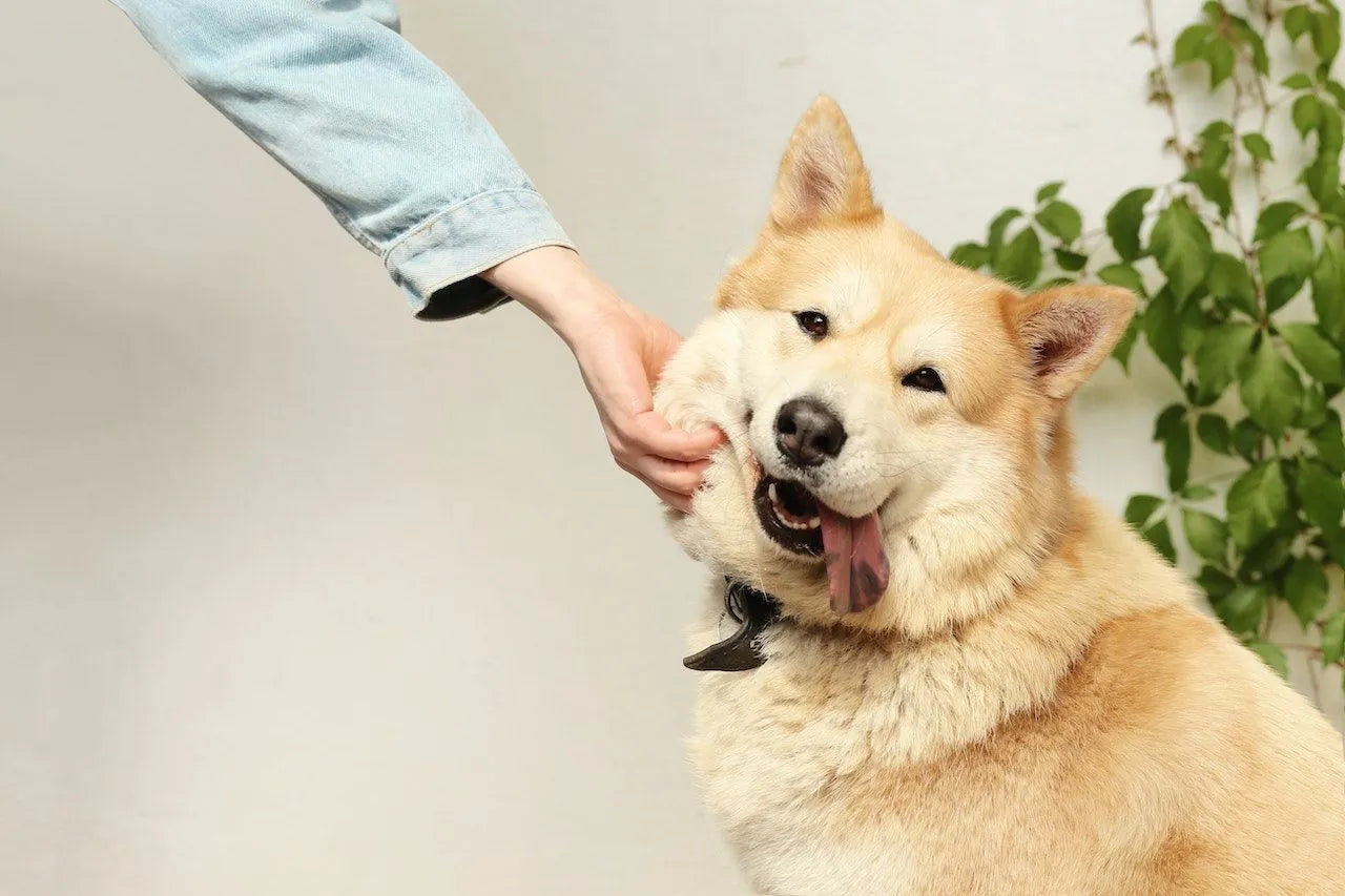 How Peanut Butter Treats Can Help Stressed-Out Dogs