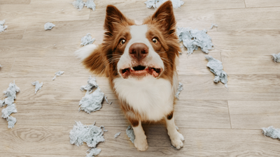 Signs Of Situational Anxiety In Dogs (And What To Do About It)