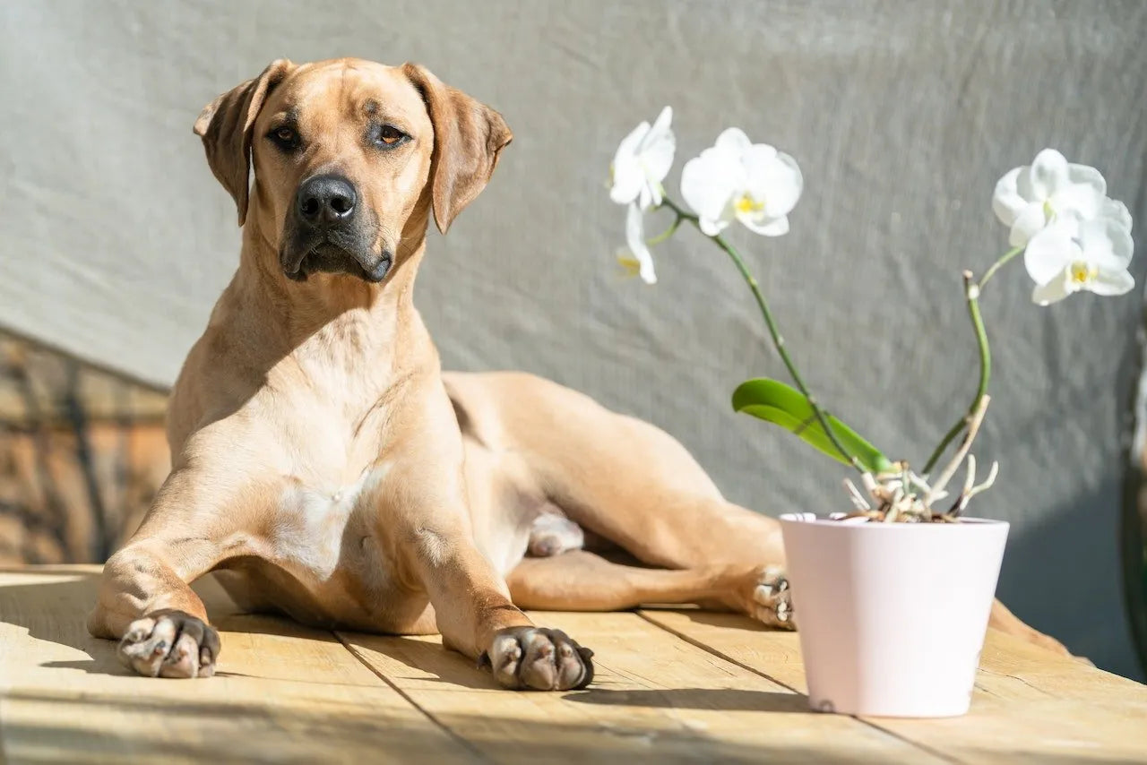 Pet Safety 101: Toxic Plants & Herbs for Pets
