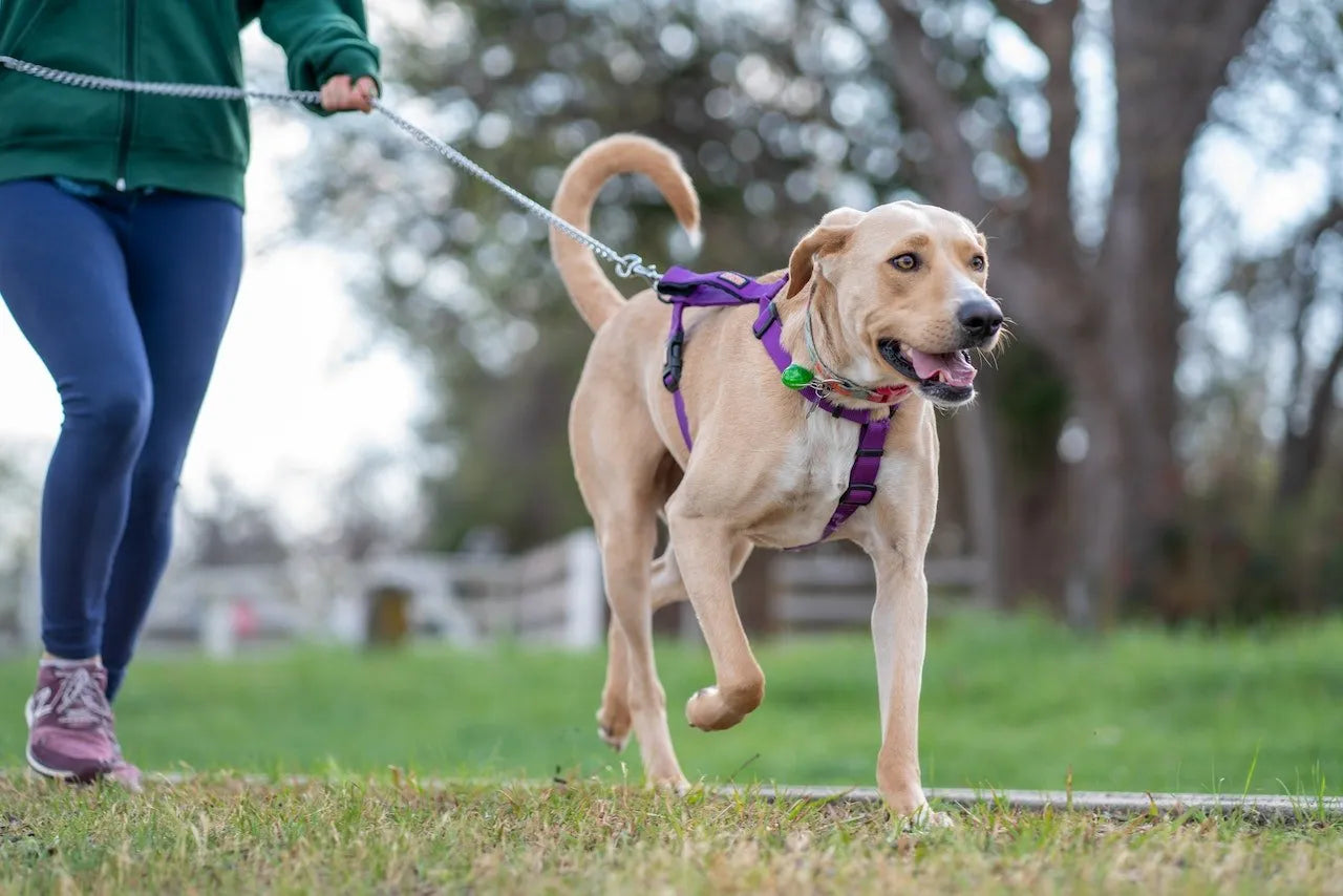 Incorporate CBD in Your Pet's Daily Routine