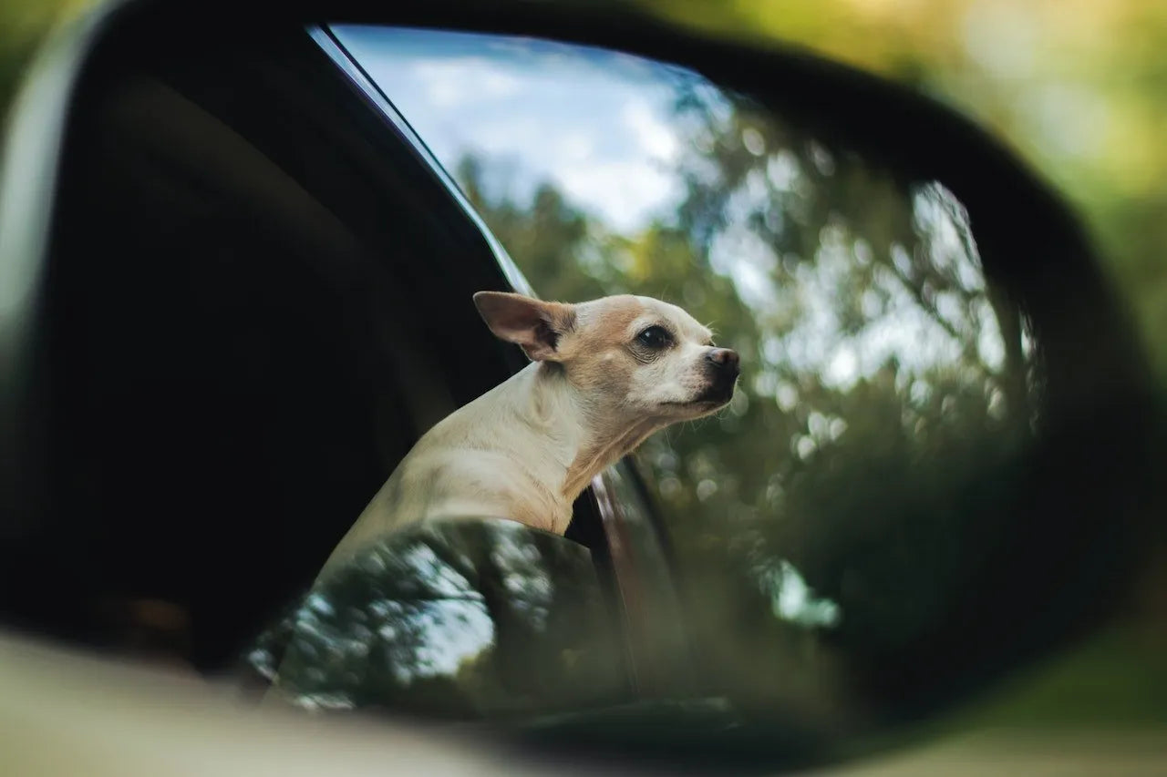Ways to Make Traveling with Pets Better