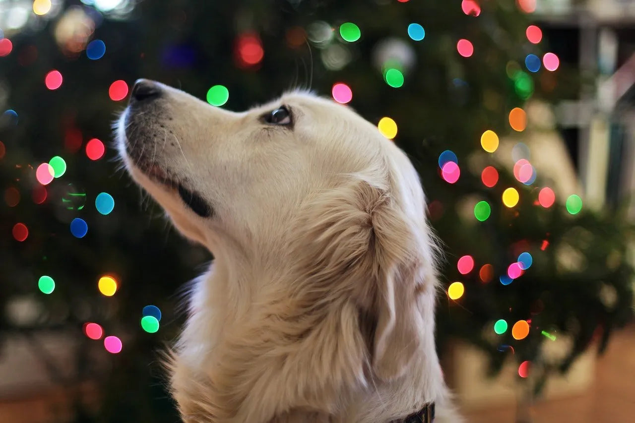 Help Your Pet Manage Holiday Guests & Events