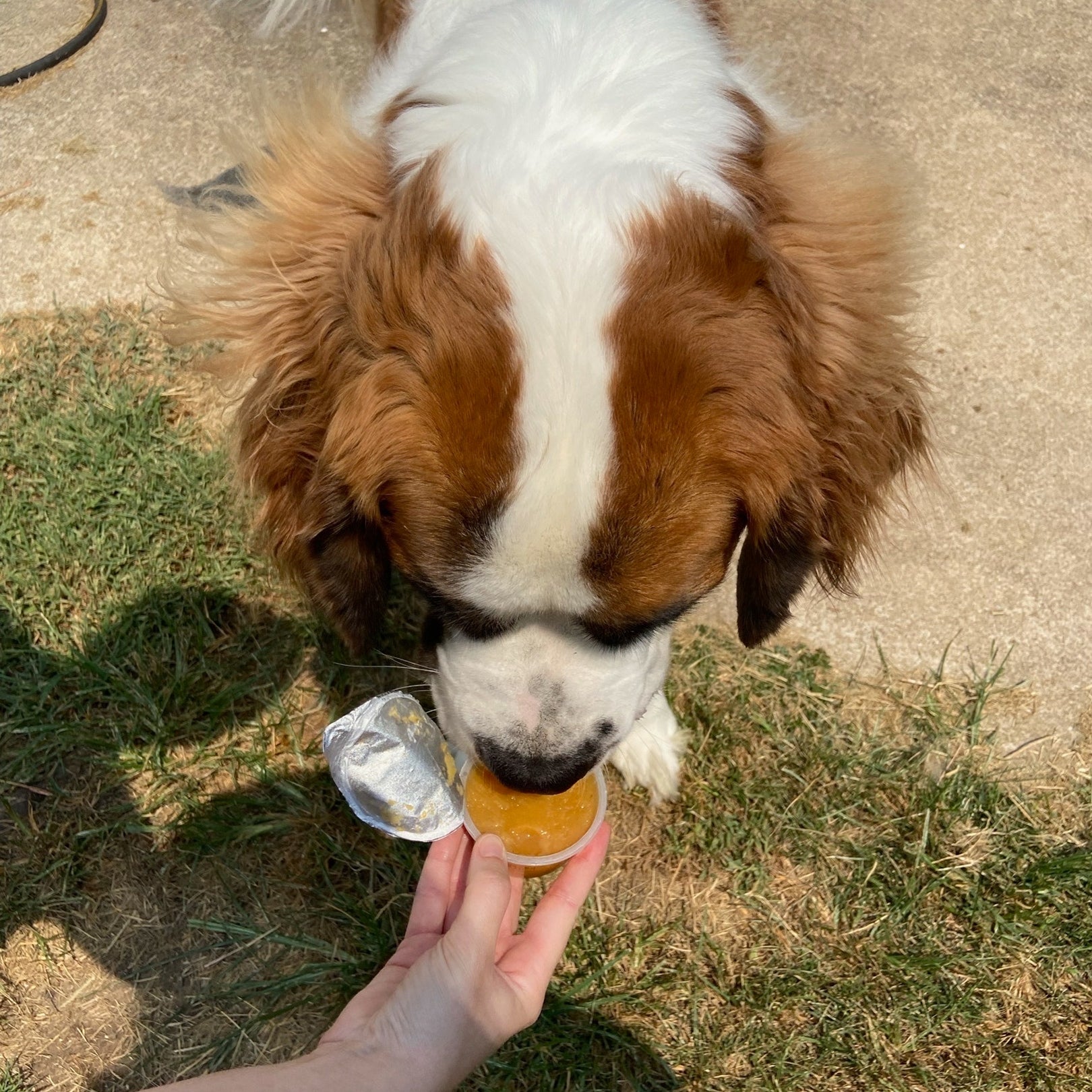 Healthy Applesauce Treat for Dogs – Natural Snack